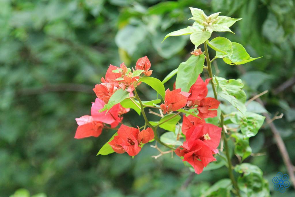 Pousada Villaggio Assis Ilhabela Exteriör bild